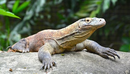 Komodo dragon