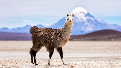Llama — long-necked animals