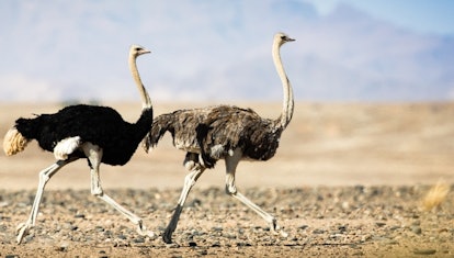 Ostriches — long-necked animals