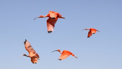 Scarlet Ibis — long-necked animals