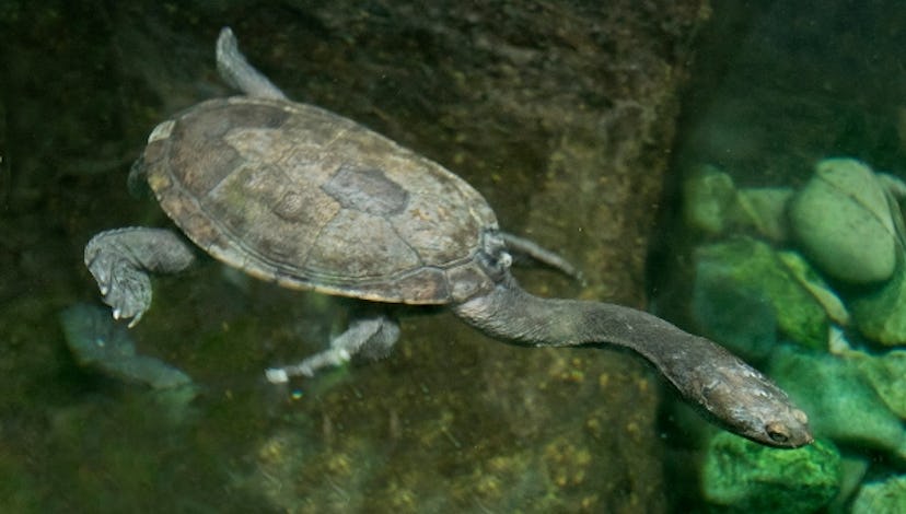 Snake-necked turtle