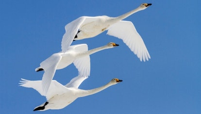 Whooper swans — long-necked animals