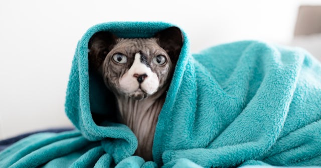 woman breastfeeds hairless cat on flight