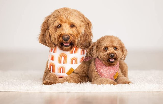the best dog bandanas