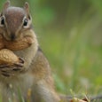 Squirrel eating acorns — squirrel jokes