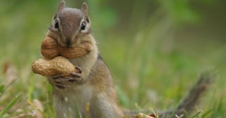 Squirrel eating acorns — squirrel jokes