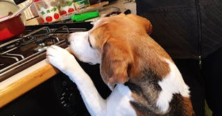 A dog leaning on a stove and looking at it.