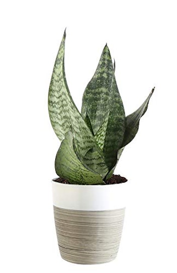 Costa Farms Sansevieria Snake Live Indoor Plant