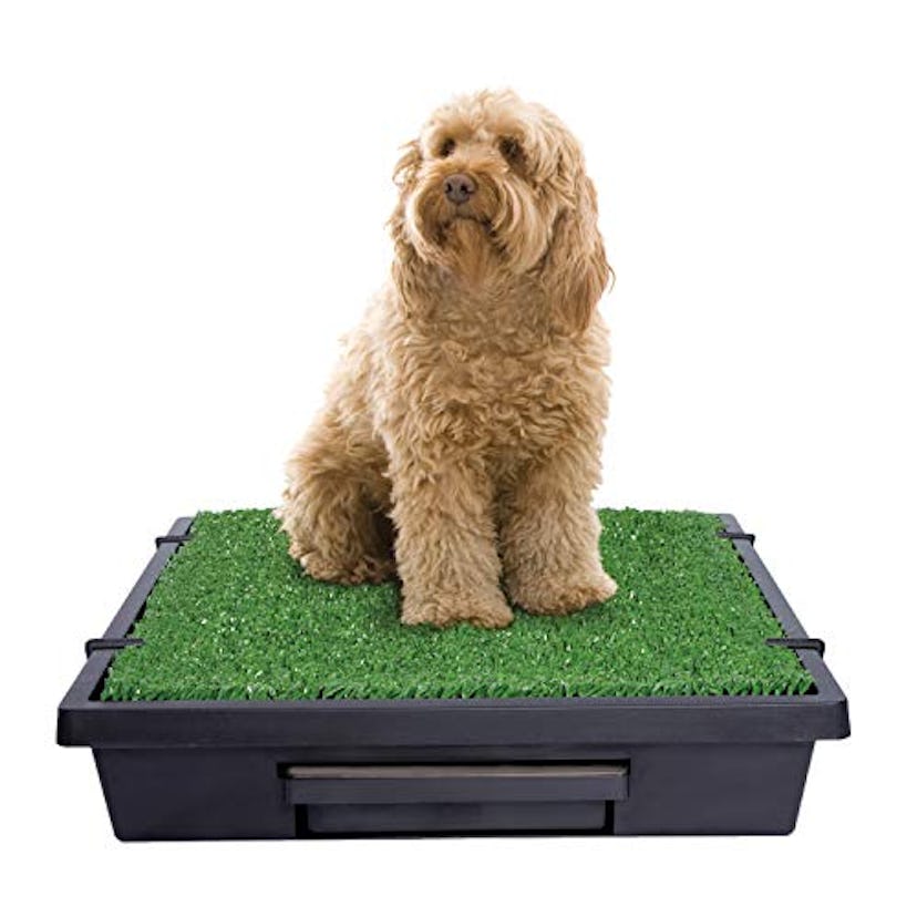PetSafe Pet Loo Portable Indoor/Outdoor Dog Potty