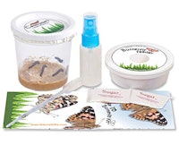 Nature Gift - Butterfly Kit Refill