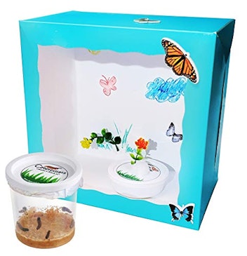 Nature Gift Store Live Butterfly Kit: Crafty Box Version