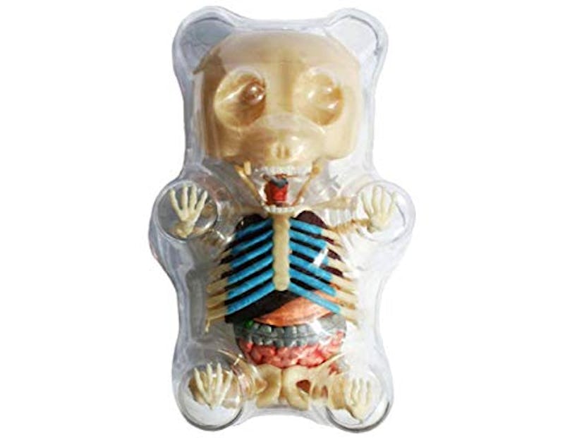 4D Master Gummi Bear Skeleton Anatomy Model Kit