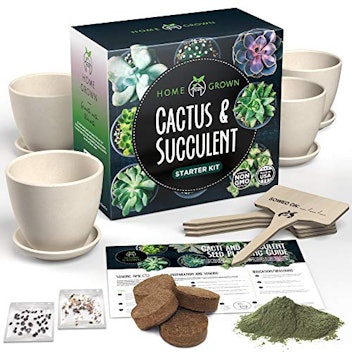 Succulent & Cactus Seed Kit for Planting