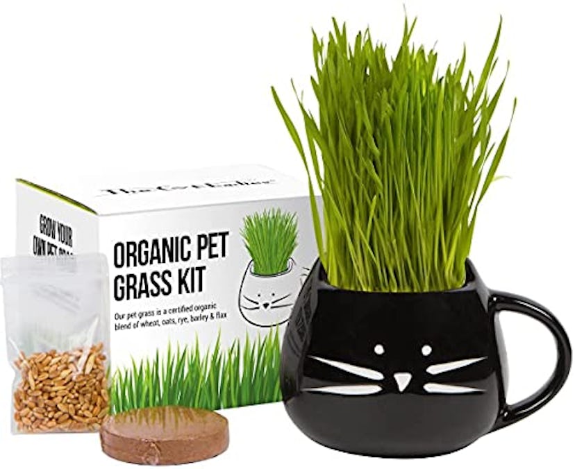 The Cat Ladies Cat Grass Growing Kit