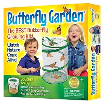 Insect Lore - BH Butterfly Growing Kit