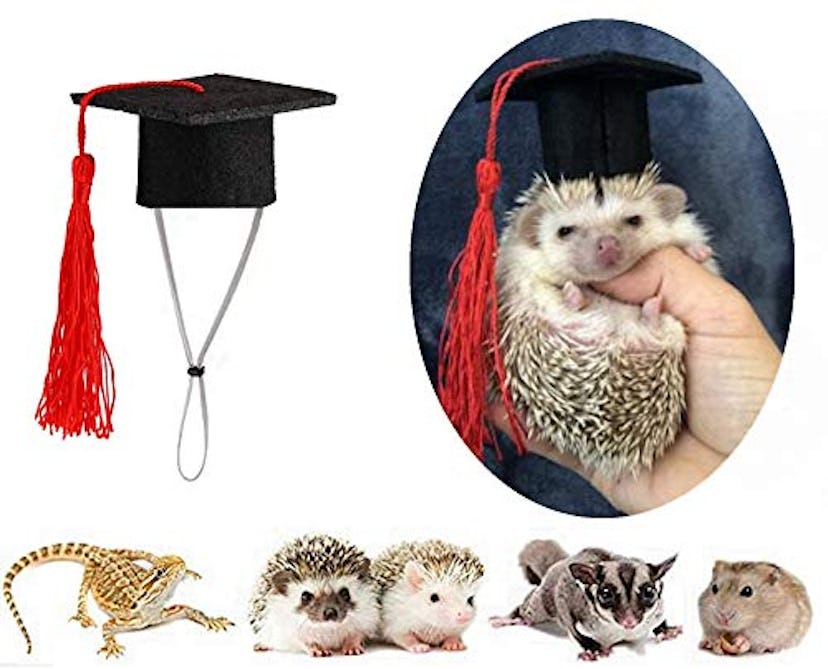 Haichen Tec Hamster Graduation Cap
