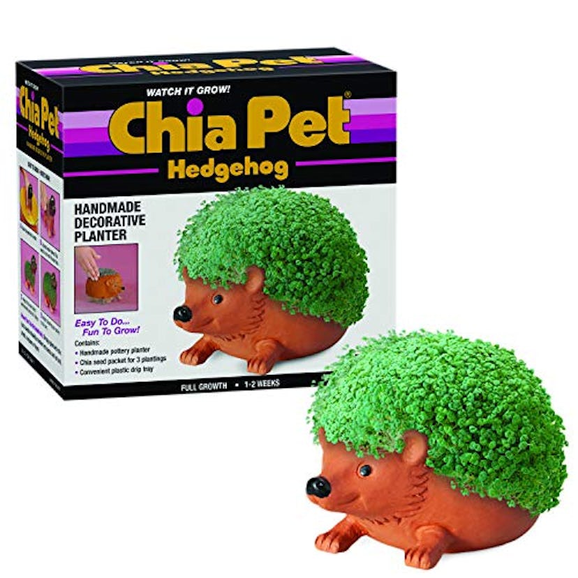 Hedgehog Chia Pet