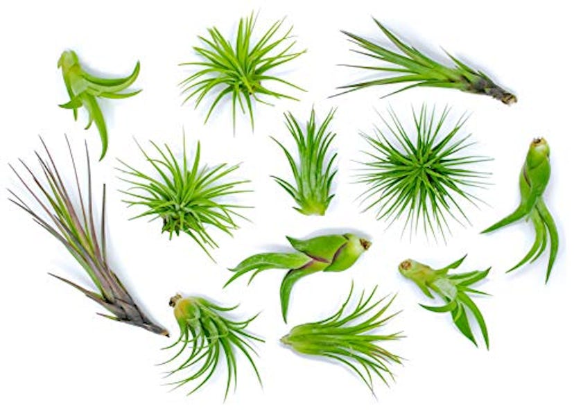 Air Plants