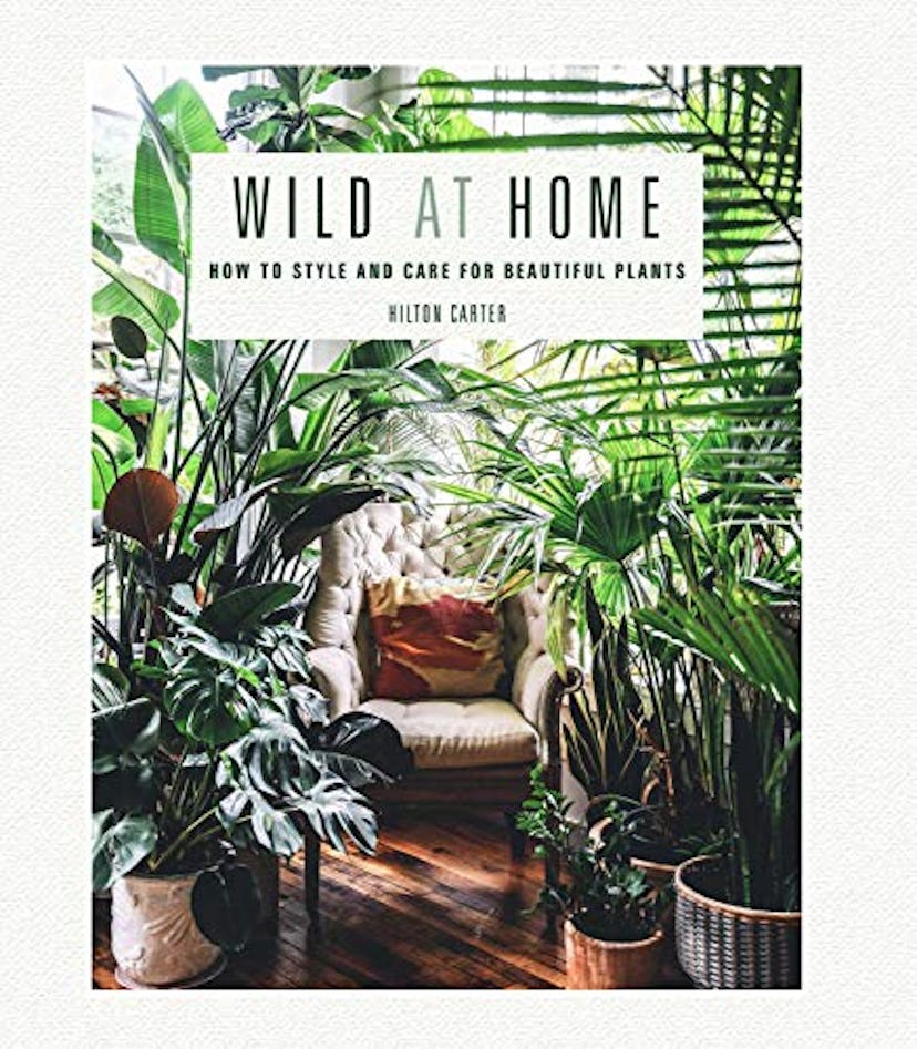 Wild at Home: How to Style and Care For Beautiful Plants