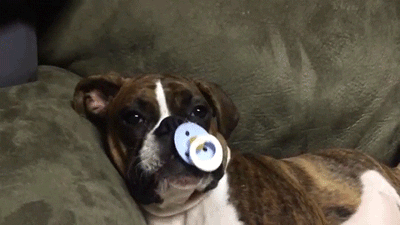 bulldog swallows pacifiers