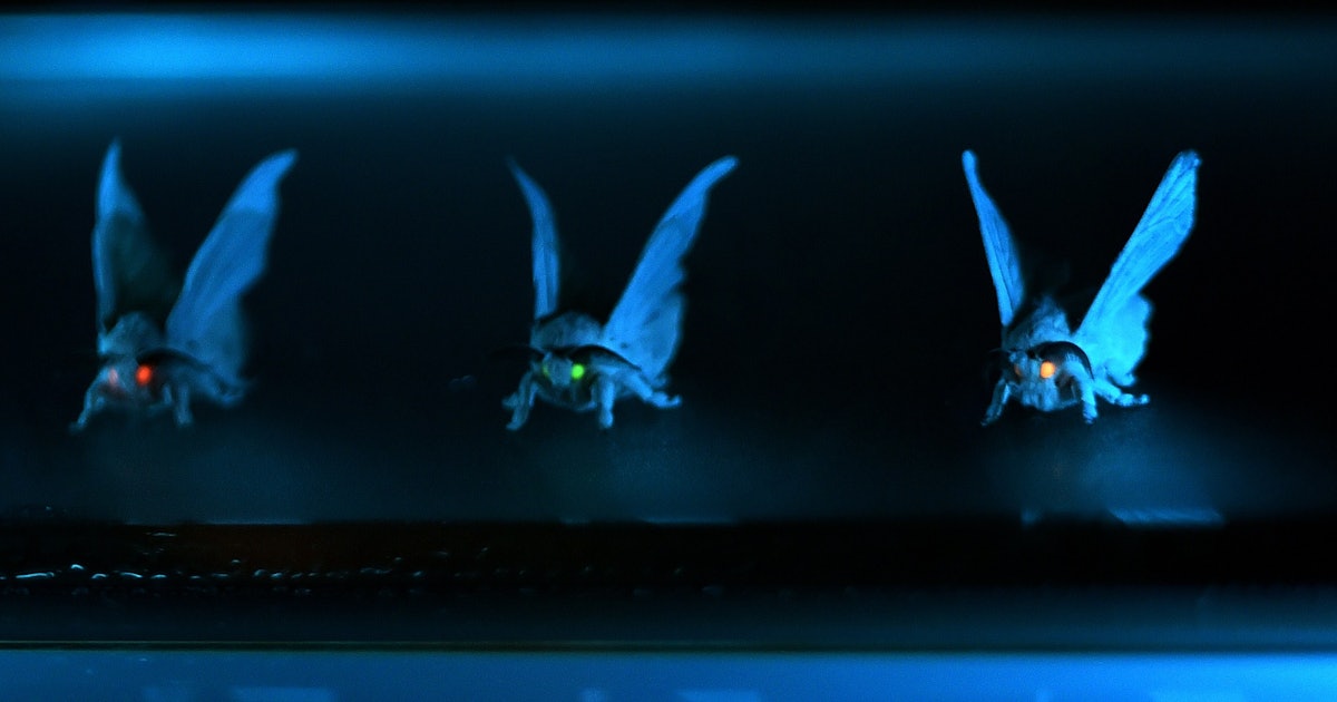 What Is The C. Gangis Moth? This Giant Insect Is Going Viral For Its ...