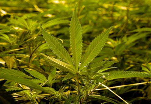A pot leaf. What are dabs? The highly potent cannabis can come with serious side effects.