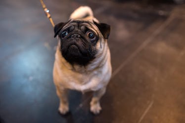 There's a chihuahua café coming to London