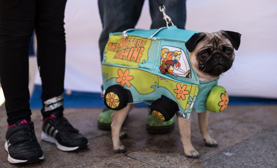 Photos Of Pugs In Halloween Costumes Prove That "Pug-o-ween" Is The