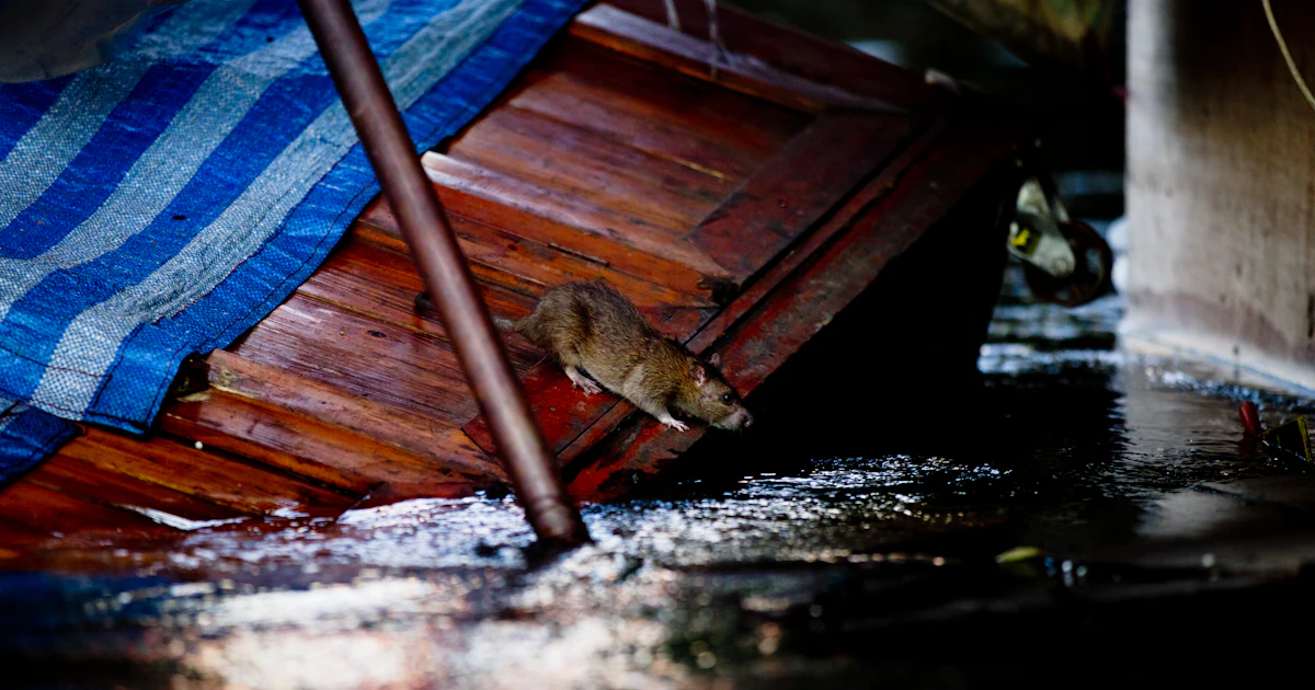 What Are Nutria? The Mega-Rats Are Wreaking Havoc In Louisiana