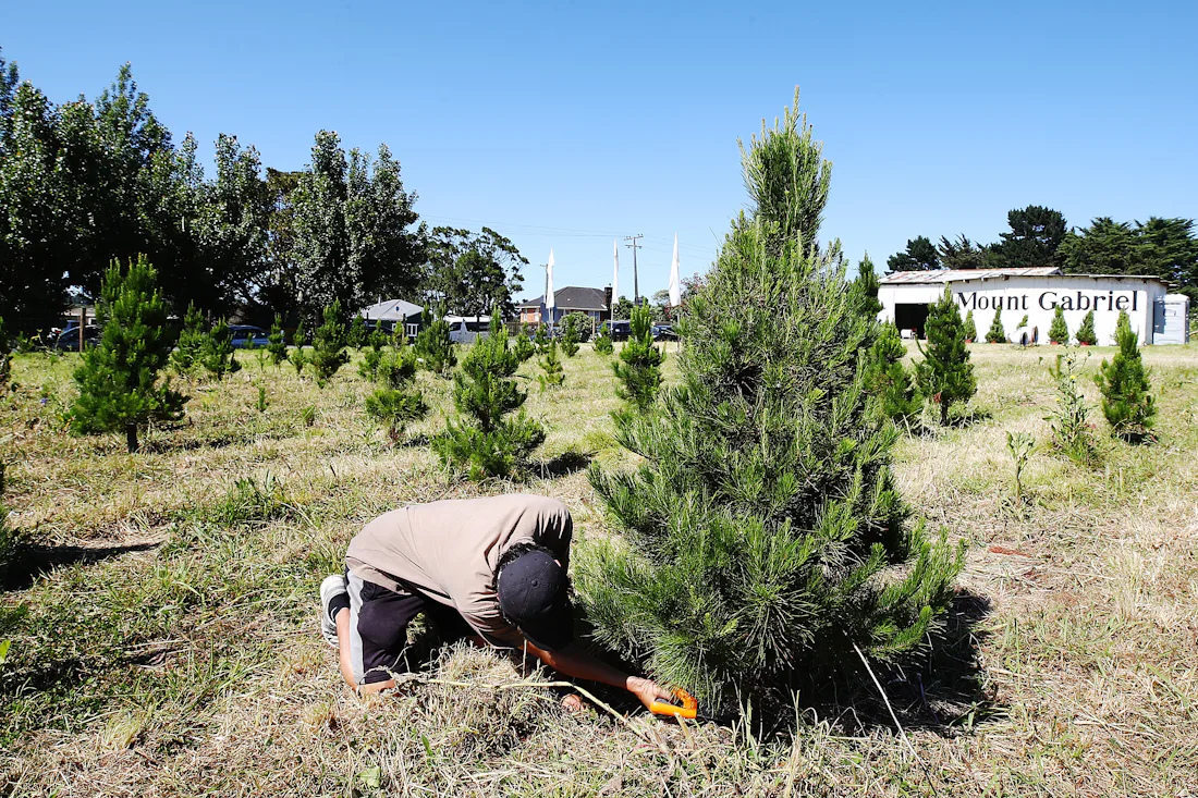 Can Your Christmas Tree Make You Sick? "Christmas Tree Syndrome" Has ...