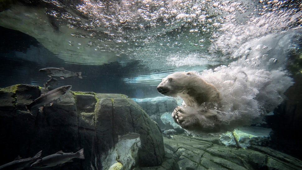 Climate Change Forced A Starving Polar Bear To Rummage Through Trash