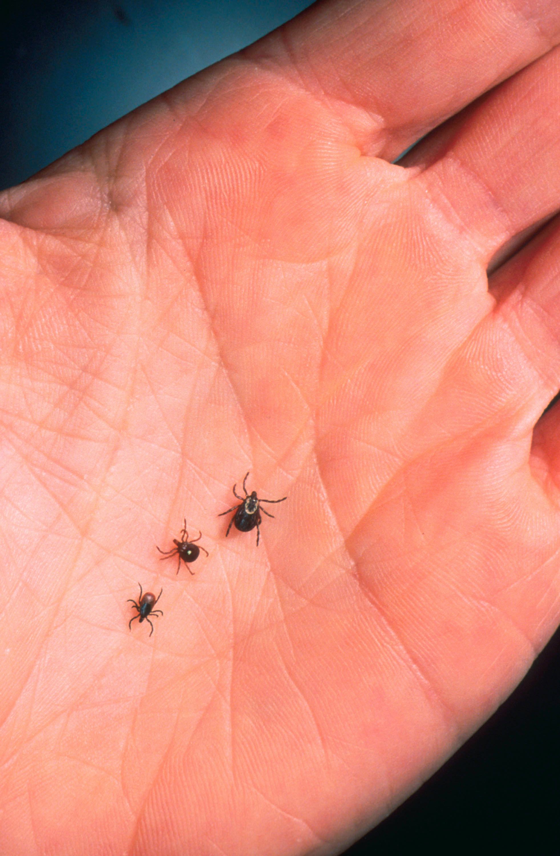 lone star tick disease