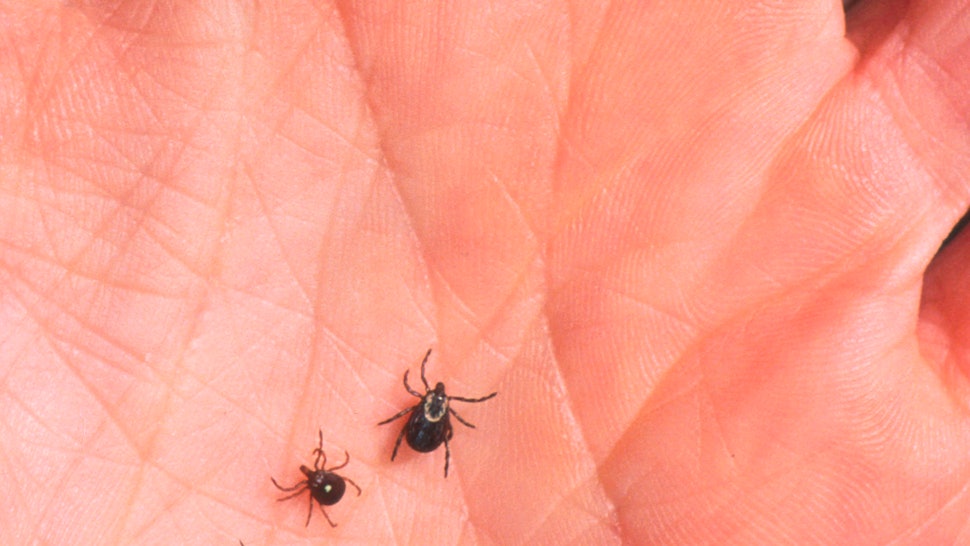 7 Lone Star Tick Symptoms To Look Out For If You Think You Ve Been