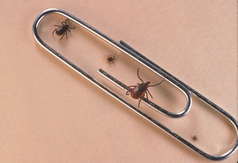 A paper clip with ticks walking on it.