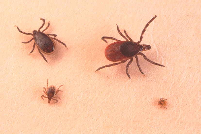  Macro shot of four different-sized ticks on skin.