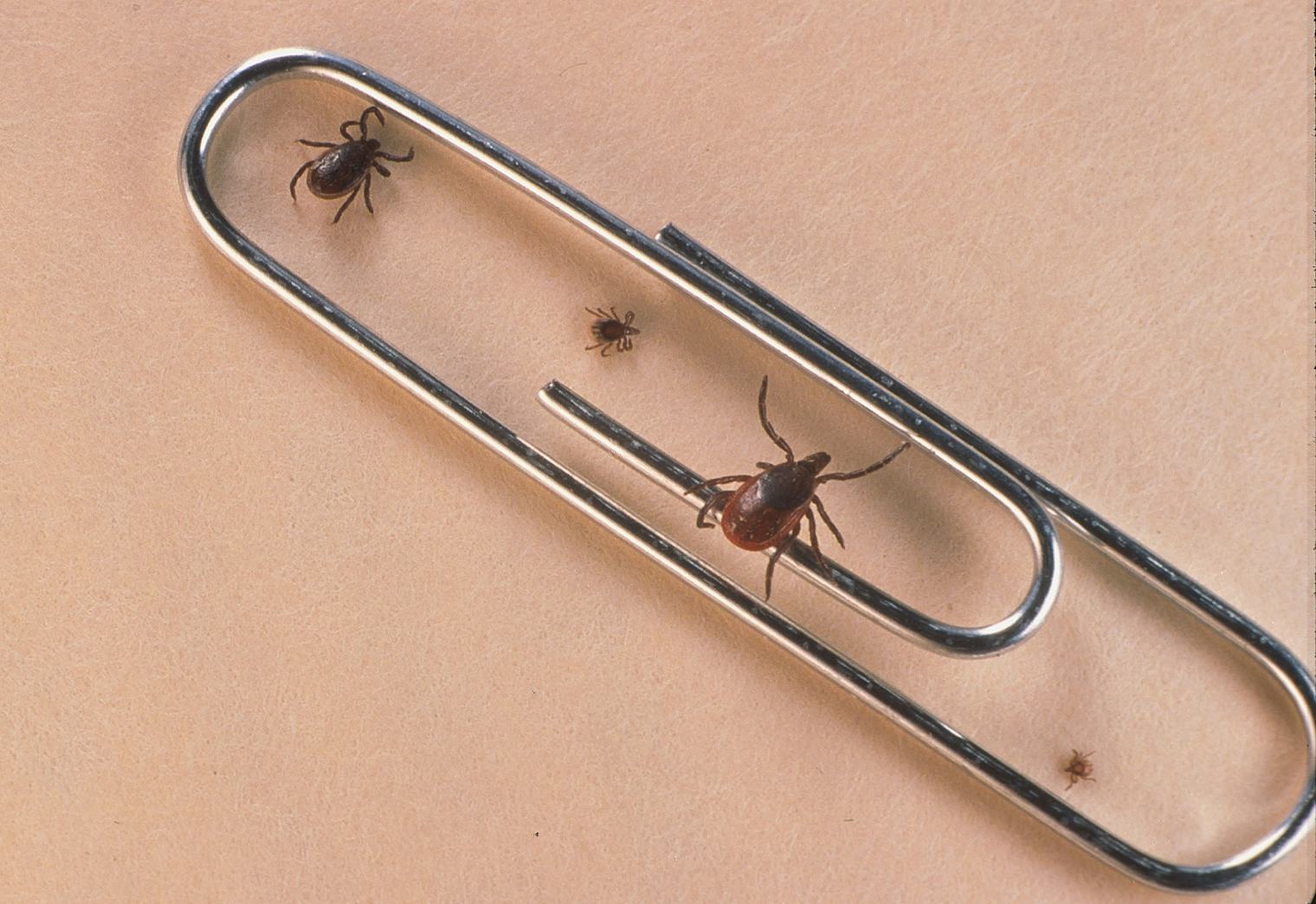 What Are Seed Ticks Parents Should Be On The Lookout This Summer