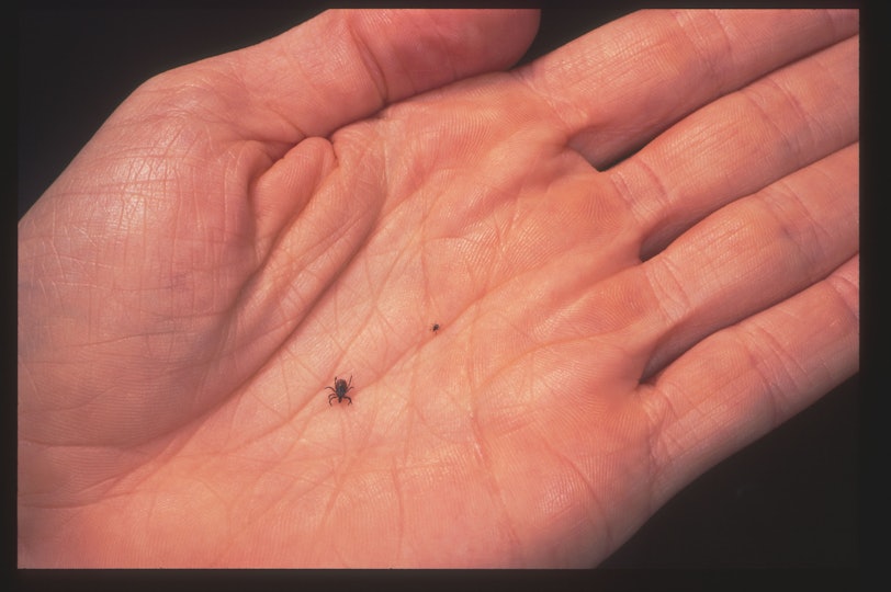 What Are Seed Ticks? Parents Should Be On The Lookout This Summer