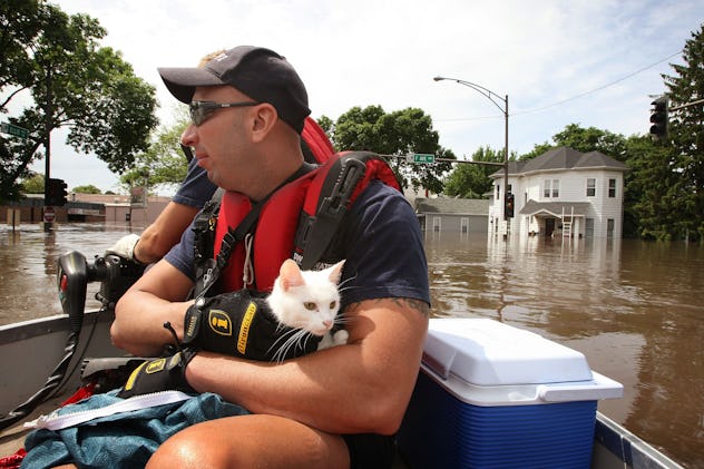 How To Help Stray Animals Survive Hurricane Harvey