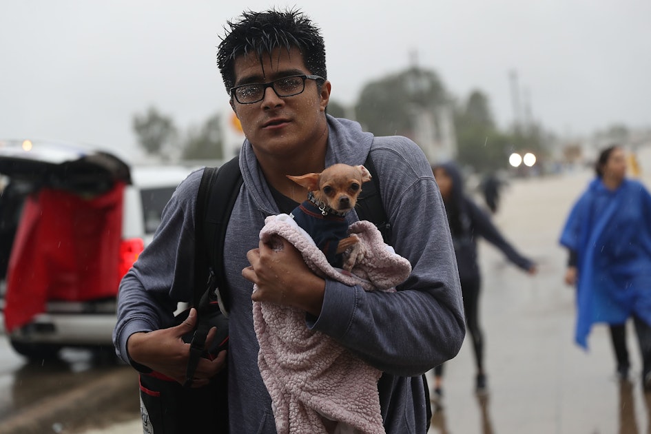 How to Help Animals in the Wake of Hurricane Harvey - The Dogington Post