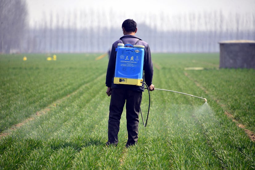 A man using a spray with pesticides at a farm field section