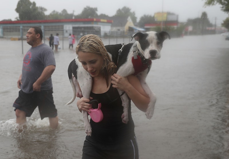 A blonde girl carries a Pit Bull on her shoulders during a flood to save it from drowning. 