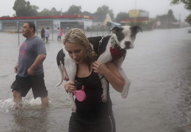 A blonde girl carries a Pit Bull on her shoulders during a flood to save it from drowning. 