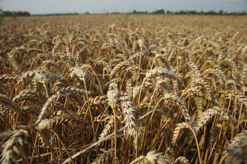 A large wheat filed