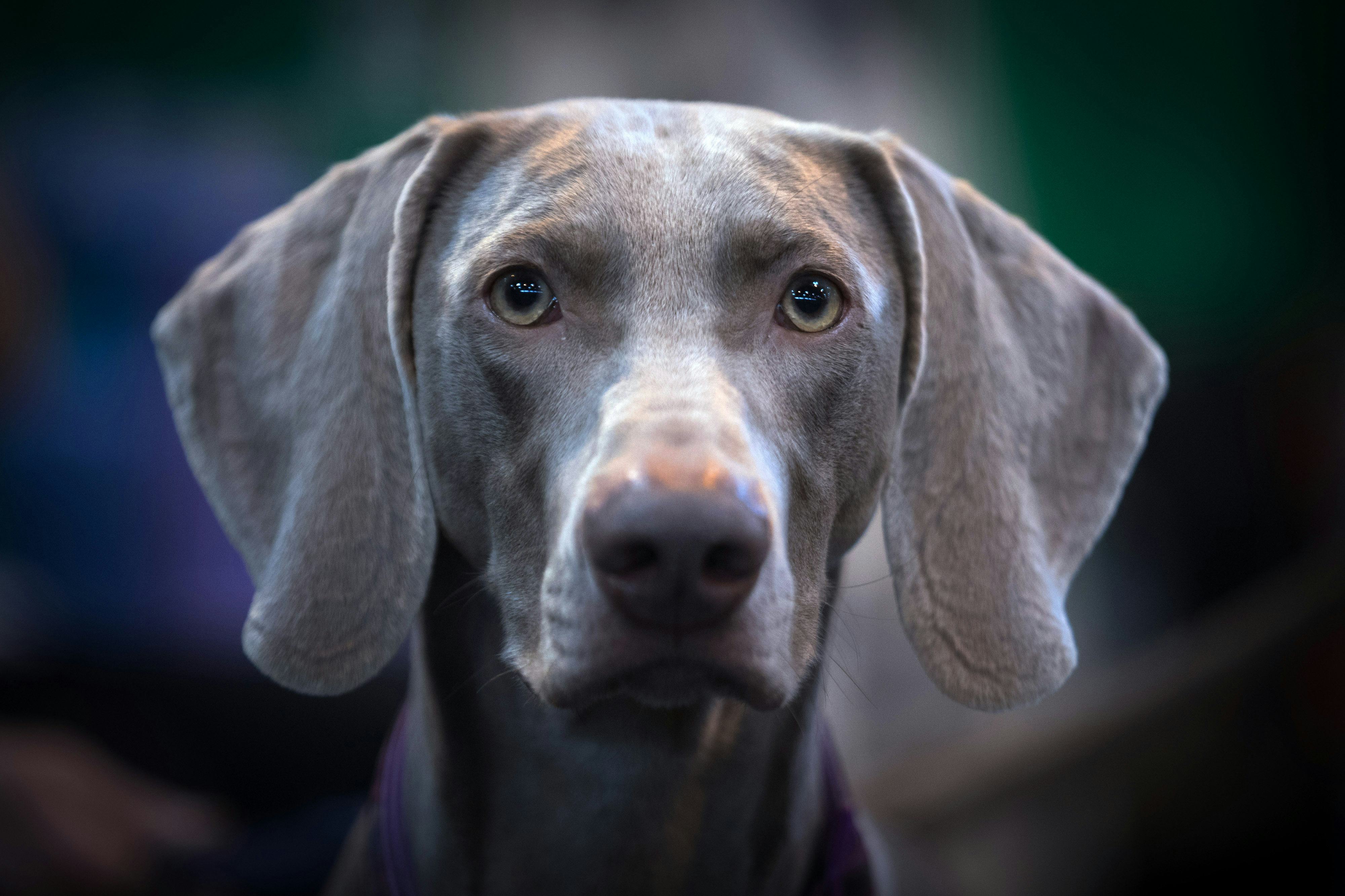 6 Best Dog Breeds For Trail Runners So Your Pup Can Keep Up With You