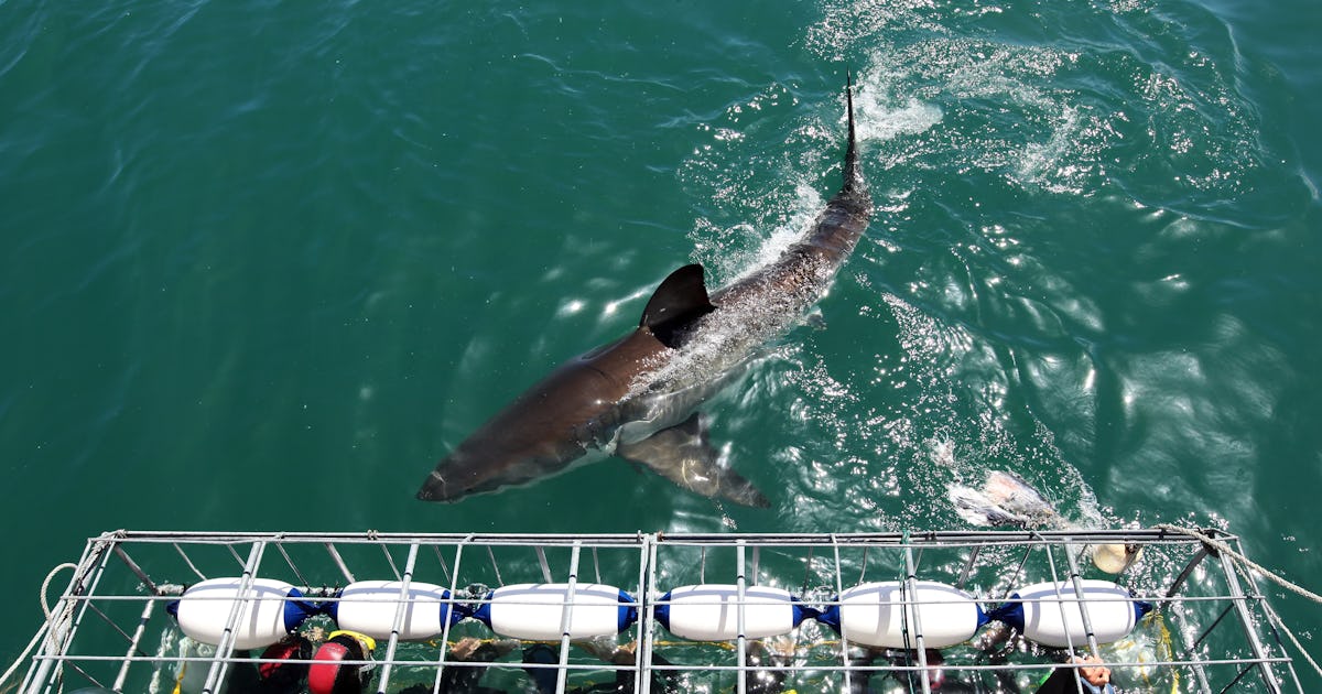 People Are Donating To Save Sharks In Donald Trump’s Name To Get Back