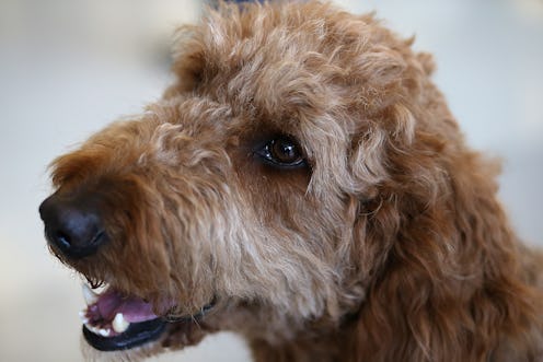 A brown poodle Therapy Dog looking over its shoulder