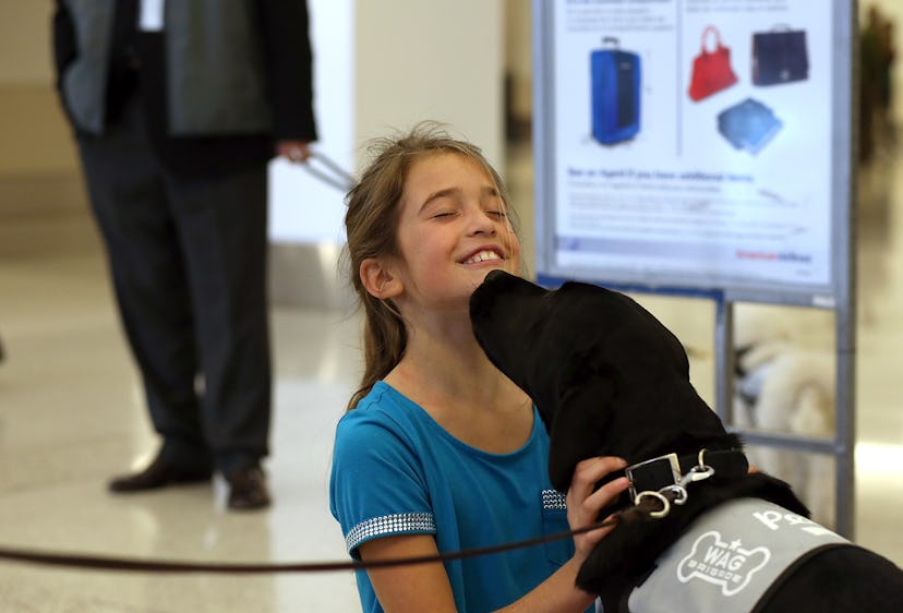 A black labrador Therapy Dog licking a girl who is petting it