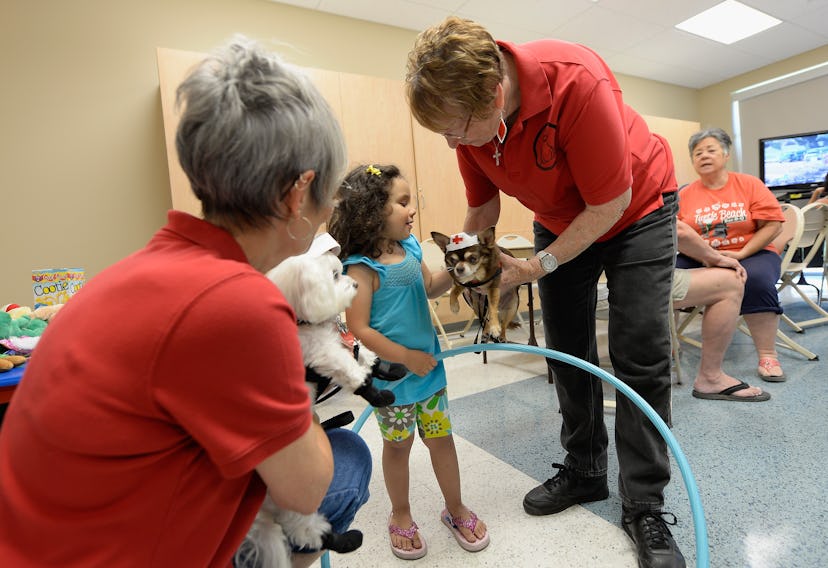 A group with small Therapy Dogs training both them and the children they will be working with