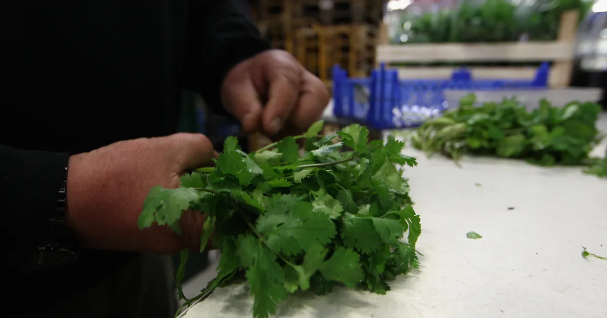 Chewing Cilantro This Video Of Cilantro Being Chopped Is Super Satisfying In The ...