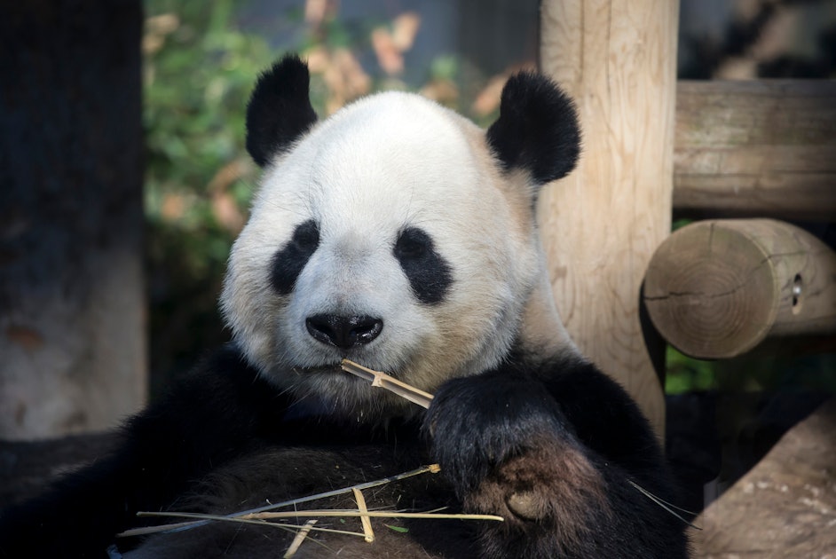 Lu Lu Breaks His Own Panda Sex Record With A New Partner And An Epic 